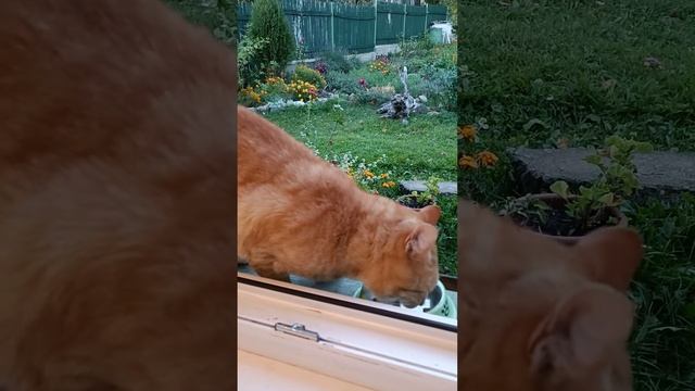 Рыжий пришёл ужинать! смотреть онлайн