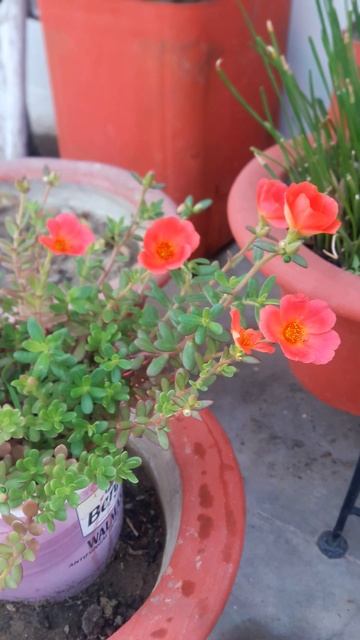 Purslane red shade flowers blooms beautifully 🏵🌿🏵🌿🏵 смотреть онлайн
