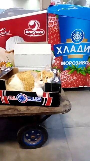 Есть кафе с котами а у нас магазин с котом смотреть онлайн