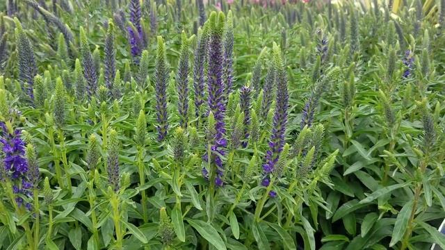 Best Perennials - Veronica Magic Show® 'Wizard of Ahhs' (Spiked Speedwell) смотреть онлайн