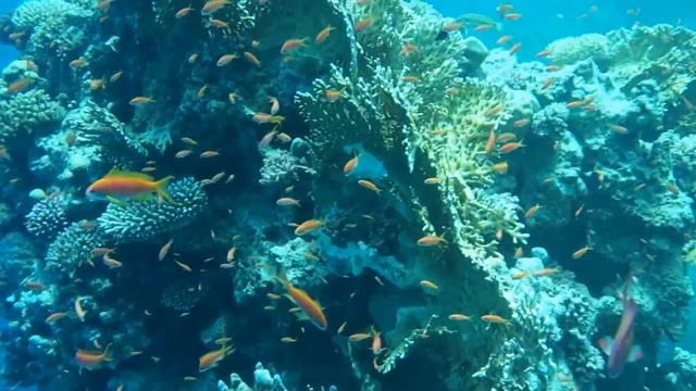 00006 Египет, Дахаб, Ксюха и рыбки смотреть онлайн