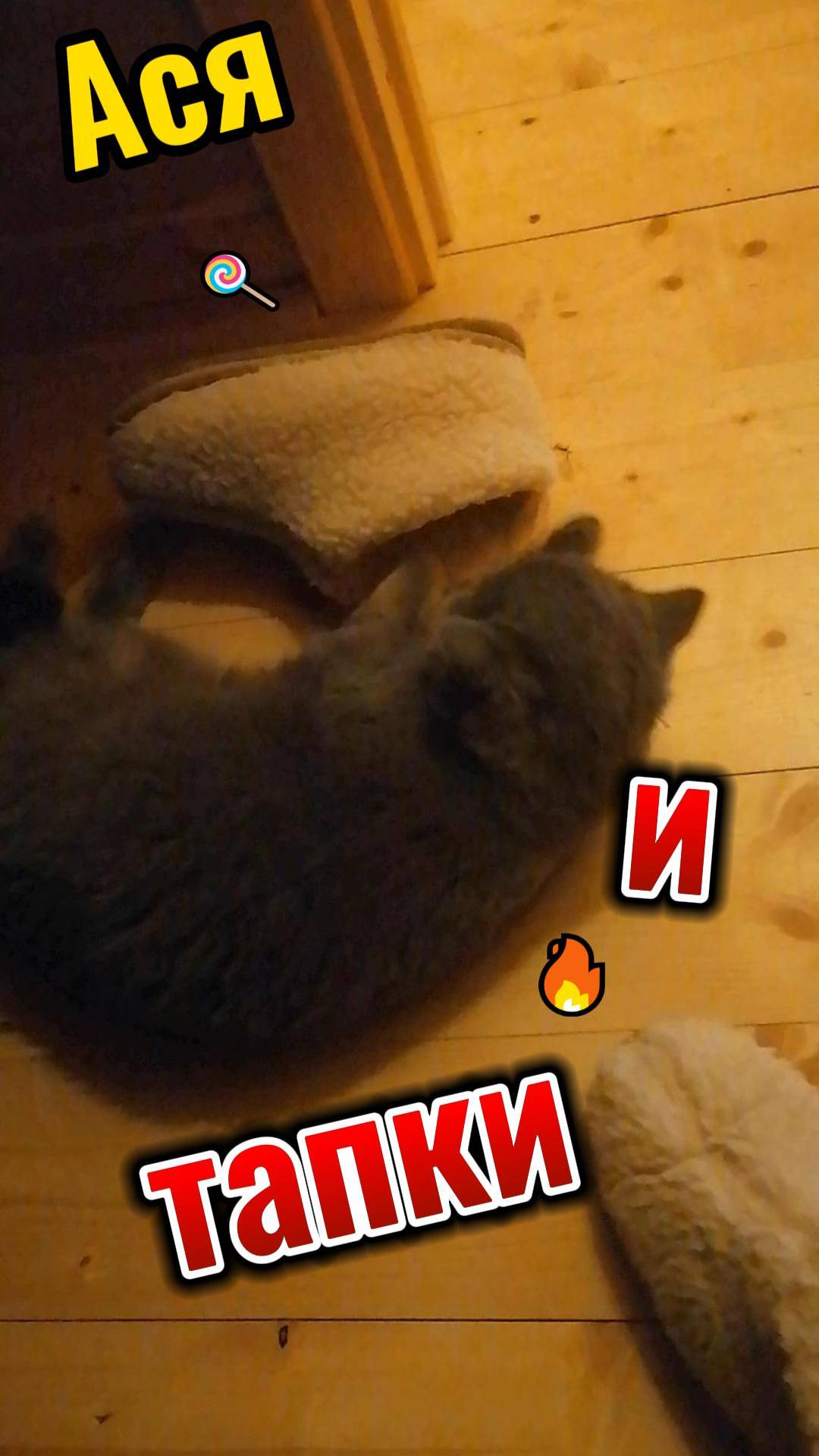 Ася и тапки