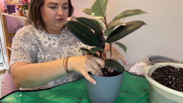 ПЕРЕСАДКА ФИКУСОВ | ЧЕРЕНКОВАНИЕ| ГРУНТ для фикусов | гинсенг микрокарпа | эластика | тинеке смотреть онлайн