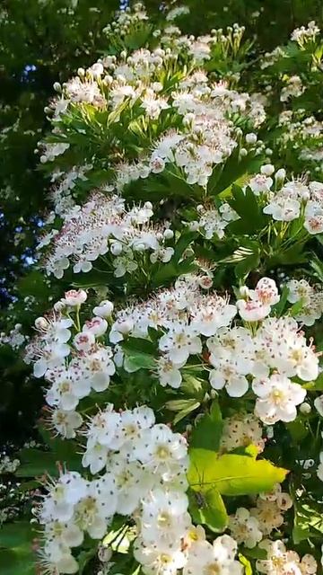 Анапа. 24 апреля 2025 год. Птицы поют