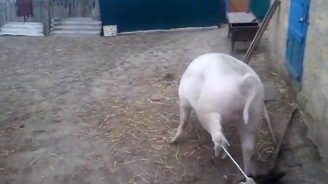 В гостях у Нюши смотреть онлайн