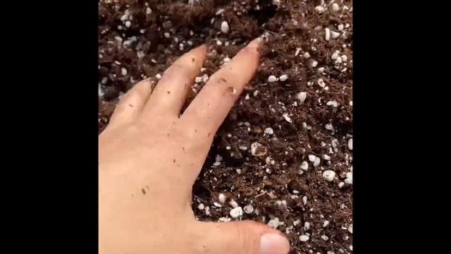 Saksı toprağı hazırladım | Sık sulamaya gerek kalmadan Yukka (yucca) Çiçeği Saksıya Diktim | смотреть онлайн