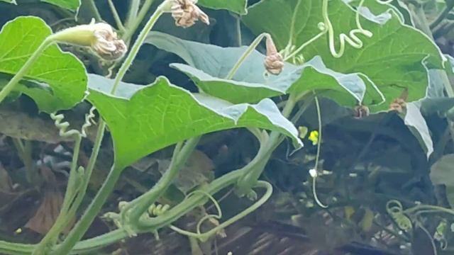 Семейный отель "Бойжон Ота" в Хиве смотреть онлайн