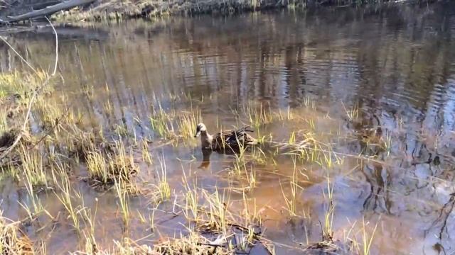 Охота с подсадной смотреть онлайн