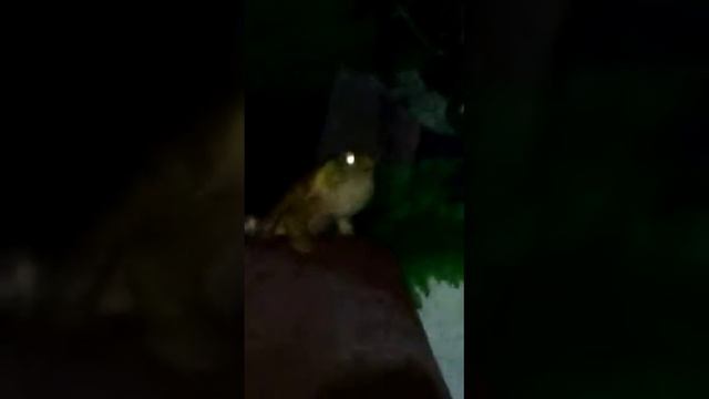 SAPO RHINELLA ICTERIA VOCALIZANDO NA FRENTE DA CAMERA. смотреть онлайн