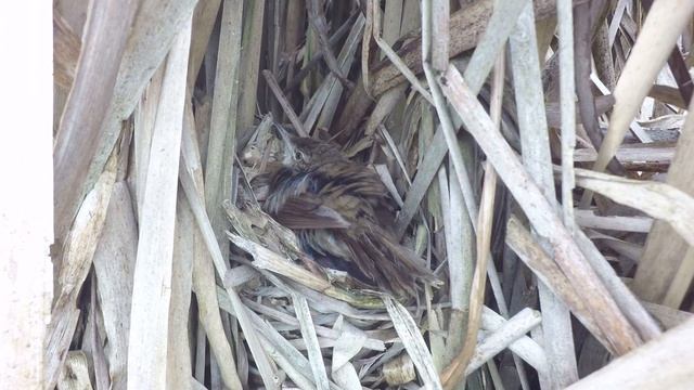 Сверчок соловьиный 170622 1 в рогозе 2017 07 13 2 GP4bML 7 смотреть онлайн