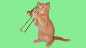 Котик играет на трубе