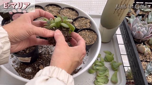 【多肉植物】購入から３ヶ月後のマリアの植え替え❣️【ガーデニング】 смотреть онлайн