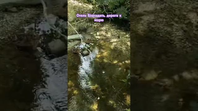 Полные видеообзоры на моем канале #отельблагодать #джанхот #геленджик #море #россия #russia #sea смотреть онлайн