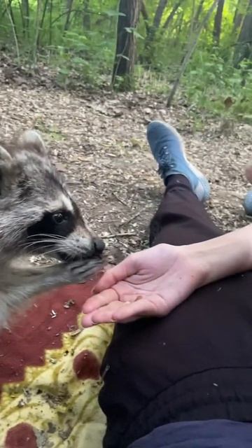 Обычный день в лесу. Енот приходит покушать смотреть онлайн