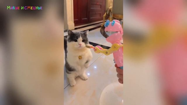 Смешное видео с котиками и собаками! смотреть онлайн