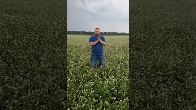 Гречиха - Сорт Даша/Dasha. Компания Дер Трей 2018 смотреть онлайн