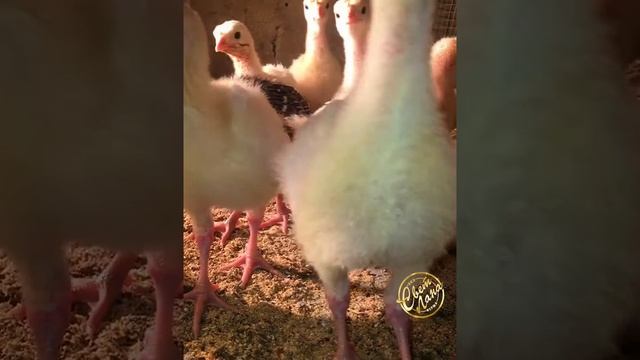 Индюшата БШГ смотреть онлайн