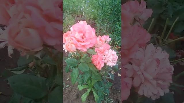 Отдых около дома смотреть онлайн