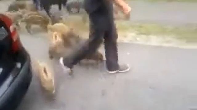 Полуручные кабаны смотреть онлайн