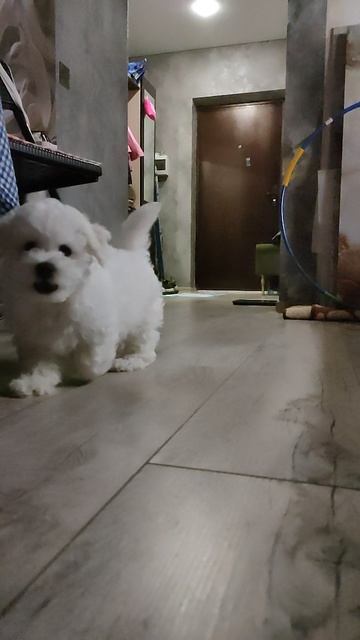 пес бишон фризе по кличке Лео бежит ко мне навстречу