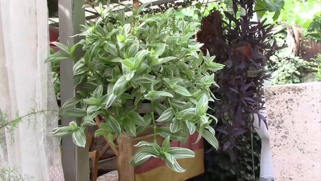 ТРАДЕСКАНЦИЯ АМПЕЛЬНОЕ ЧУДО! ТРАДЕСКАНЦИЯ УКРАСИТ ЛЮБОЙ УГОЛОК! смотреть онлайн