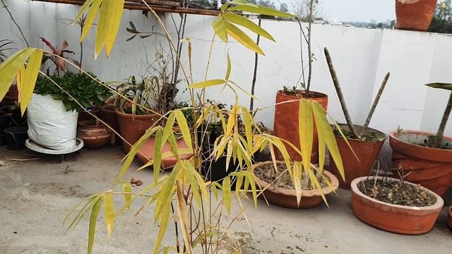 How To Take  Care Of Golden Bamboo Plant