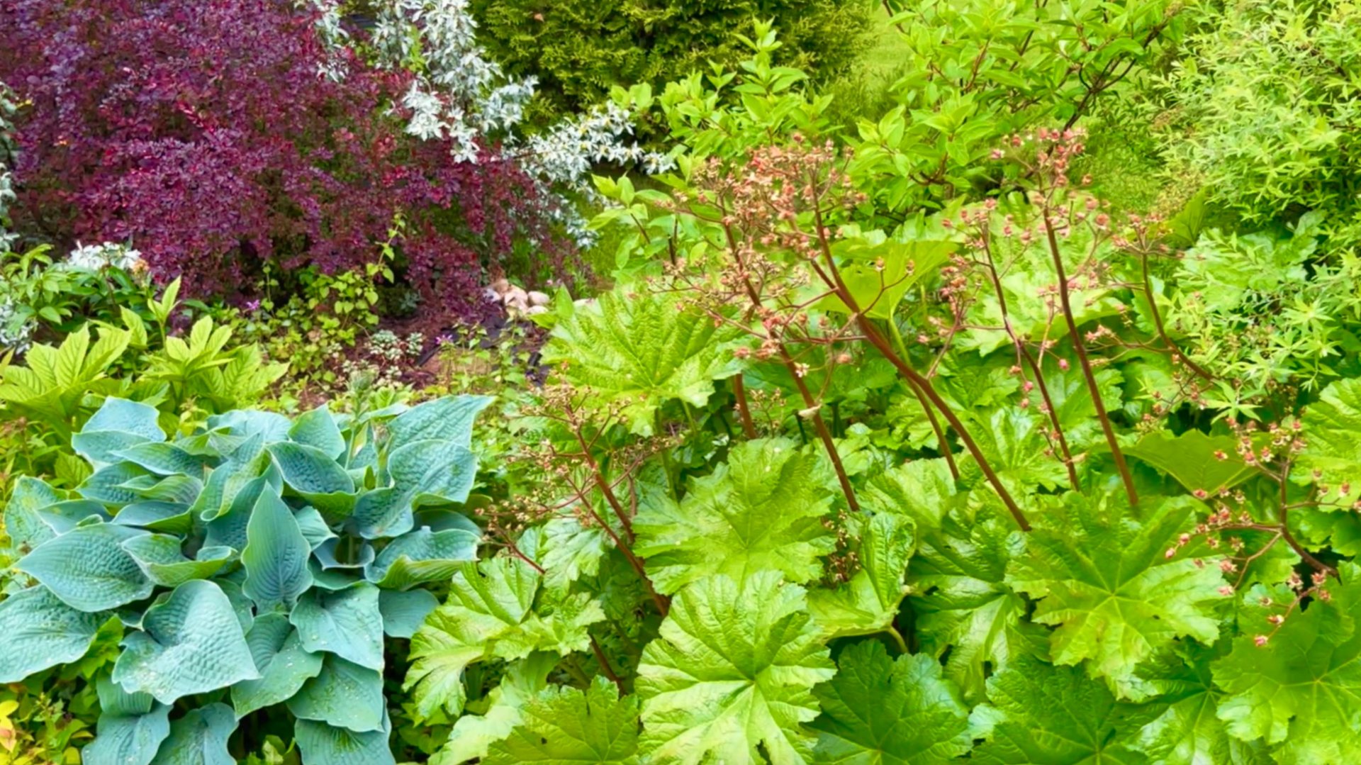 ДАРМЕРА / ПЕРЕСАДКИ / ПЛАНЫ НА ОСЕНЬ. Архив 2021г. смотреть онлайн