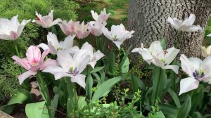 23.04.2025 года Кабардинка Старый парк