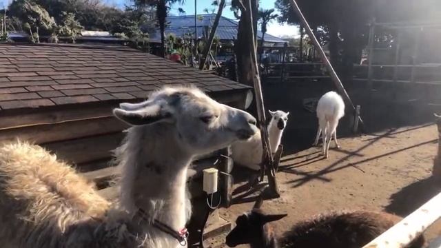 【連続配信4日目】覗き見動物生配信アーカイブ【ラマ】 смотреть онлайн