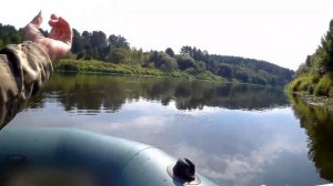 Плотва голавль ловля в проводку на пшеницу