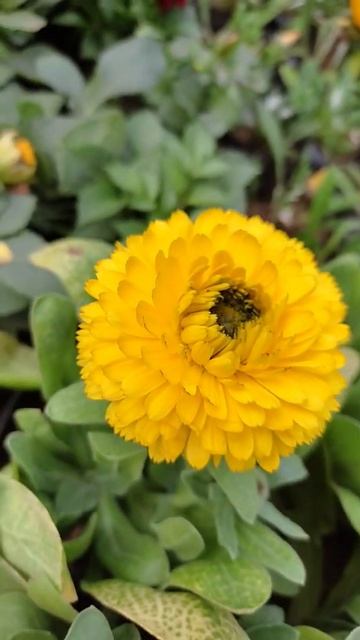 Yellow Calendula Flowers 🌻#shorts #gardening #winter_flowers #garden #part_89 смотреть онлайн