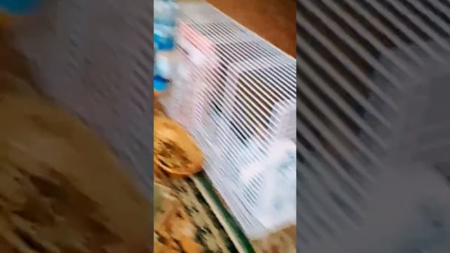 Пончик ест ёлку!