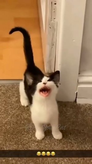 🐱🐱 приколы с котиками