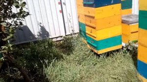 Многокорпусной улей на рамку Фарара .