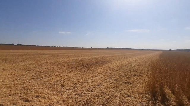 Жнива Сої 2021 Розпочато. Врожайность більша ніж у Соняха.
