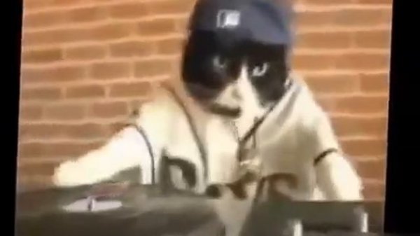 Танцующие собачки и кошечки