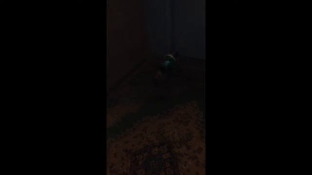 Йорк (тюпа) вытерает ножки2))) смотреть онлайн