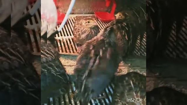 Перепела Фараон 25.03.2020 смотреть онлайн