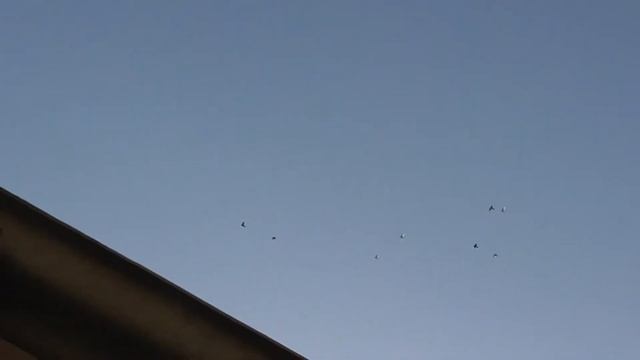 Погода Бомба,голуби Не мучаются летать)))The weather is a bomb, pigeons do not suffer from flying)) смотреть онлайн