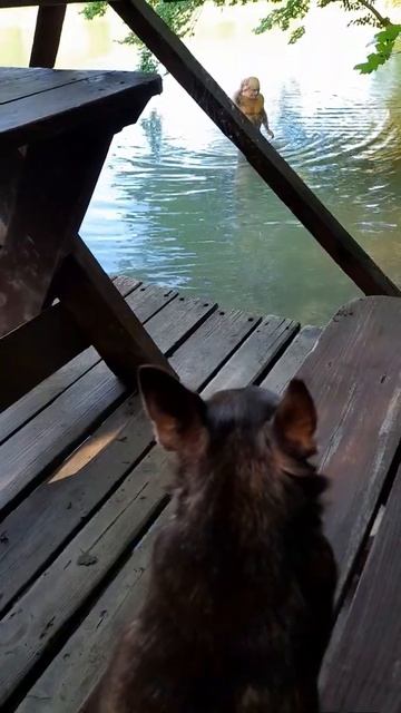 Пулька переживает! Севастополь, с. Родное. смотреть онлайн