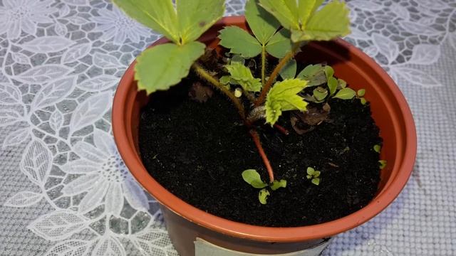 Ура! Здравствуй, Фестивальная клубника! смотреть онлайн