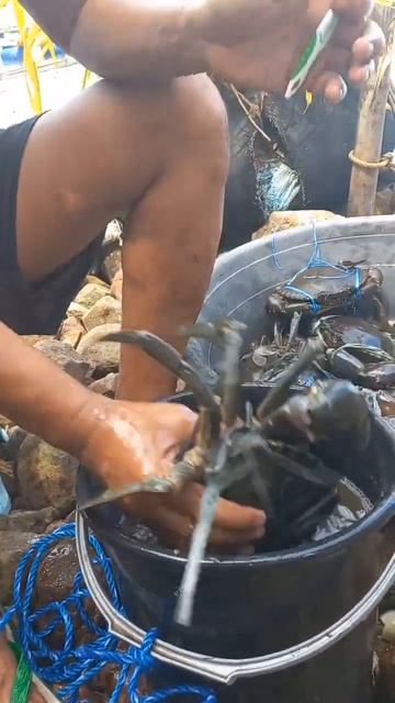 MUD CRAB