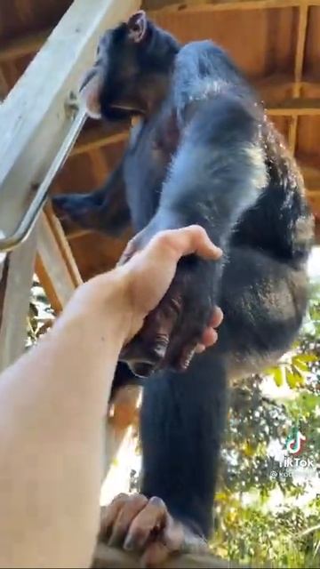 Обезъянка помогает подняться