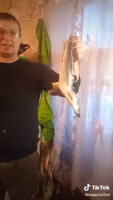 рваная селедка
