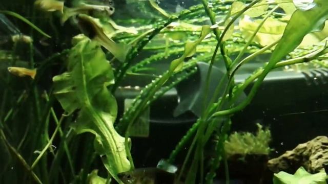 аквариум 100л Травник смотреть онлайн