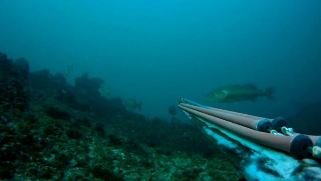Как да намерим лавраци в дълбокото - подводен риболов в Черно Море смотреть онлайн