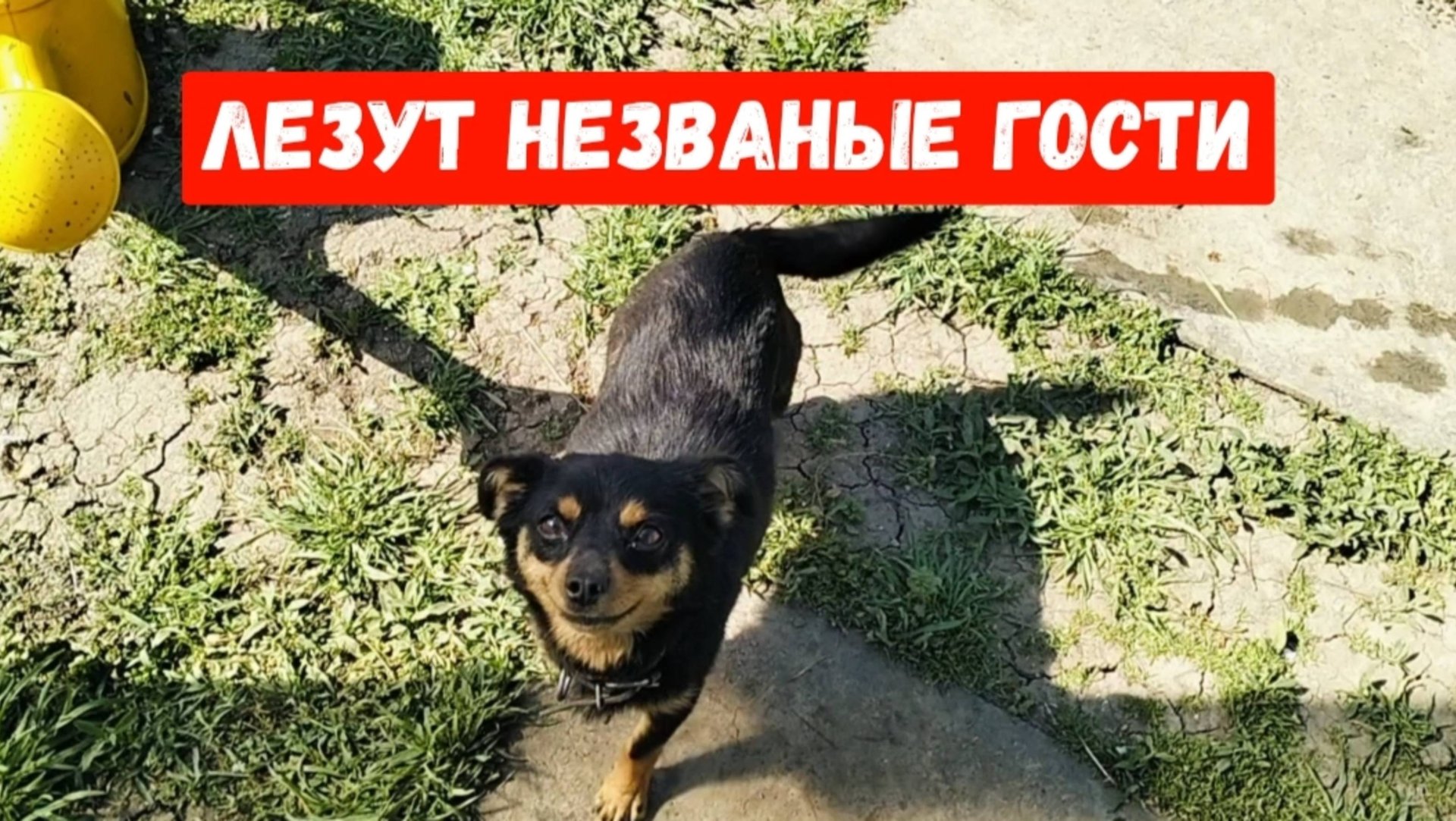 #9🌷24 апреля.Новая стрижка)Высадила помидоры на улицу)Лезут незваные " гости " смотреть онлайн