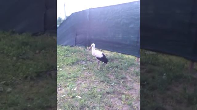 Аист на халяву.Ткпейшее видео в мире. .. смотреть онлайн