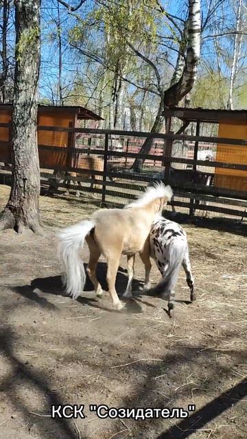 Конный клуб Созидатель и мини лошадки. Приглашаем на экскурсии. смотреть онлайн