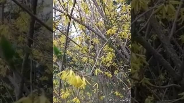 МАЙСКАЯ АКВАРЕЛЬ смотреть онлайн